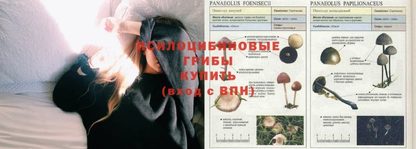 спайс Покачи